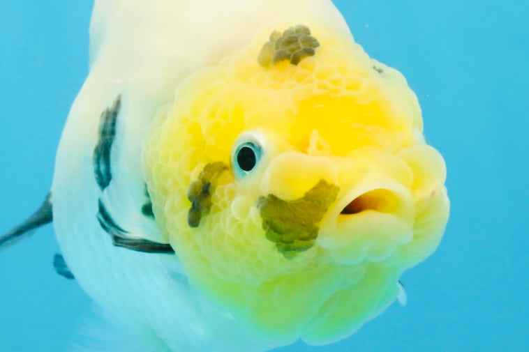 A Grade Cow Chinese Ranchu Female 4.5-5 inches #112125RC_18