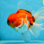 AAA Grade Young Godzilla Sakura Oranda Male 6-6.5 inches #081525OR_08