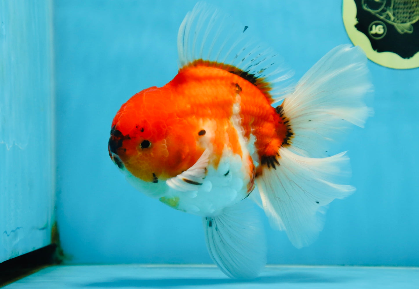 AAA Grade Young Godzilla Sakura Oranda Male 6-6.5 inches #081525OR_08