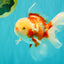 CHICKIE A Grade Red White Oranda Male 5.5 inches #101626OR_08