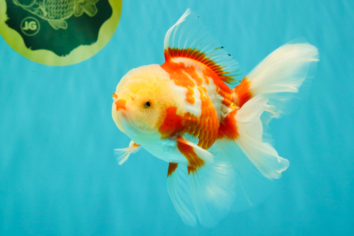 CHICKIE A Grade Red White Oranda Male 5.5 inches #101626OR_08