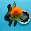 A Grade Apache Oranda Male 4.5 inches #0913OR_12