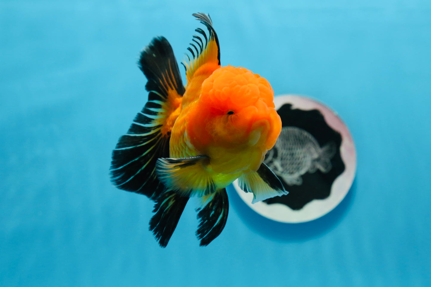 A Grade Apache Oranda Male 4.5 inches #0913OR_12