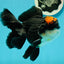 A Grade Superhero Lava Head Tricolor Oranda Male 5-5.5 inches #110824OR_16