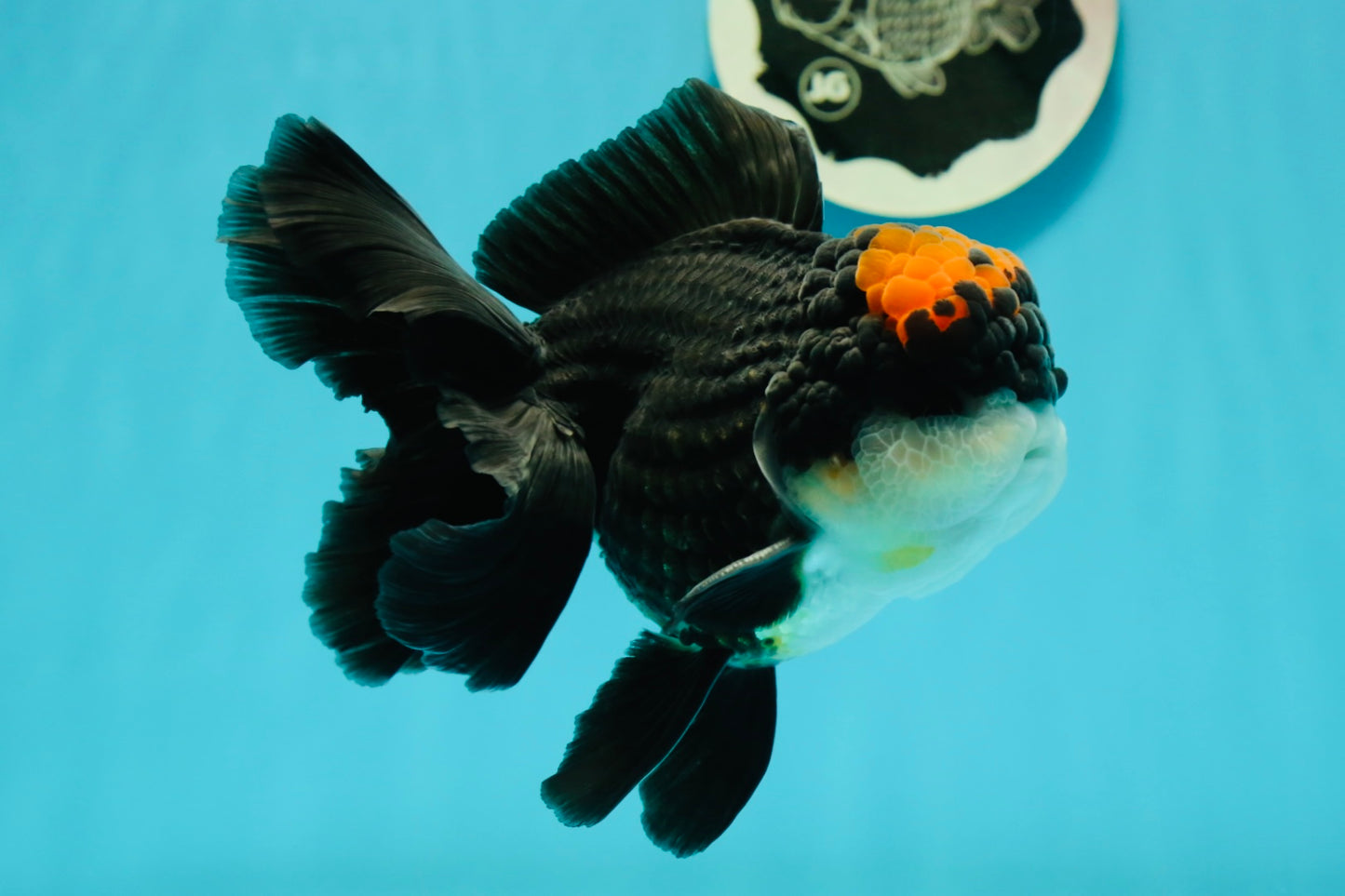 A Grade Superhero Lava Head Tricolor Oranda Male 5-5.5 inches #110824OR_16