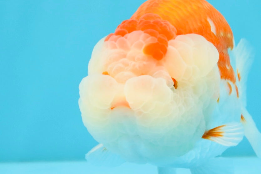 ADORABLE A Grade Red White LionKing 5 inches #032726LC_23