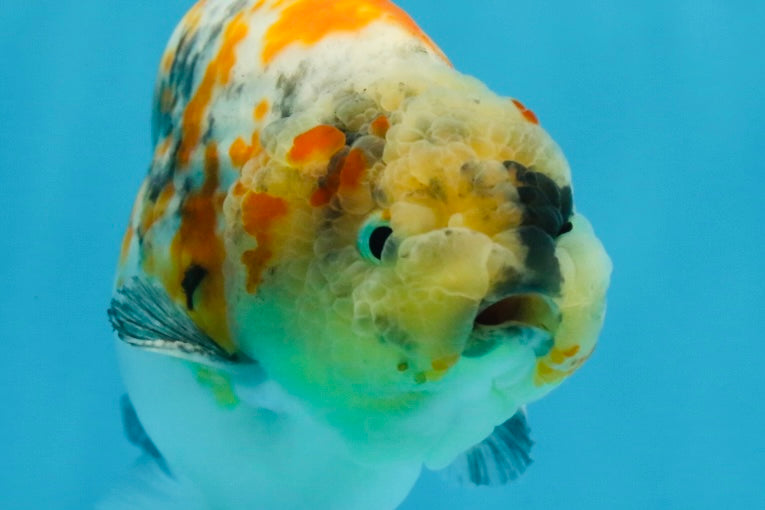 A Grade Chubby Tricolor Marble LionKing 4.5-5 inches #071125LC_04