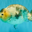 Chinese Milk Cow Ranchu Female 5.5-6 inches #031326RC_13