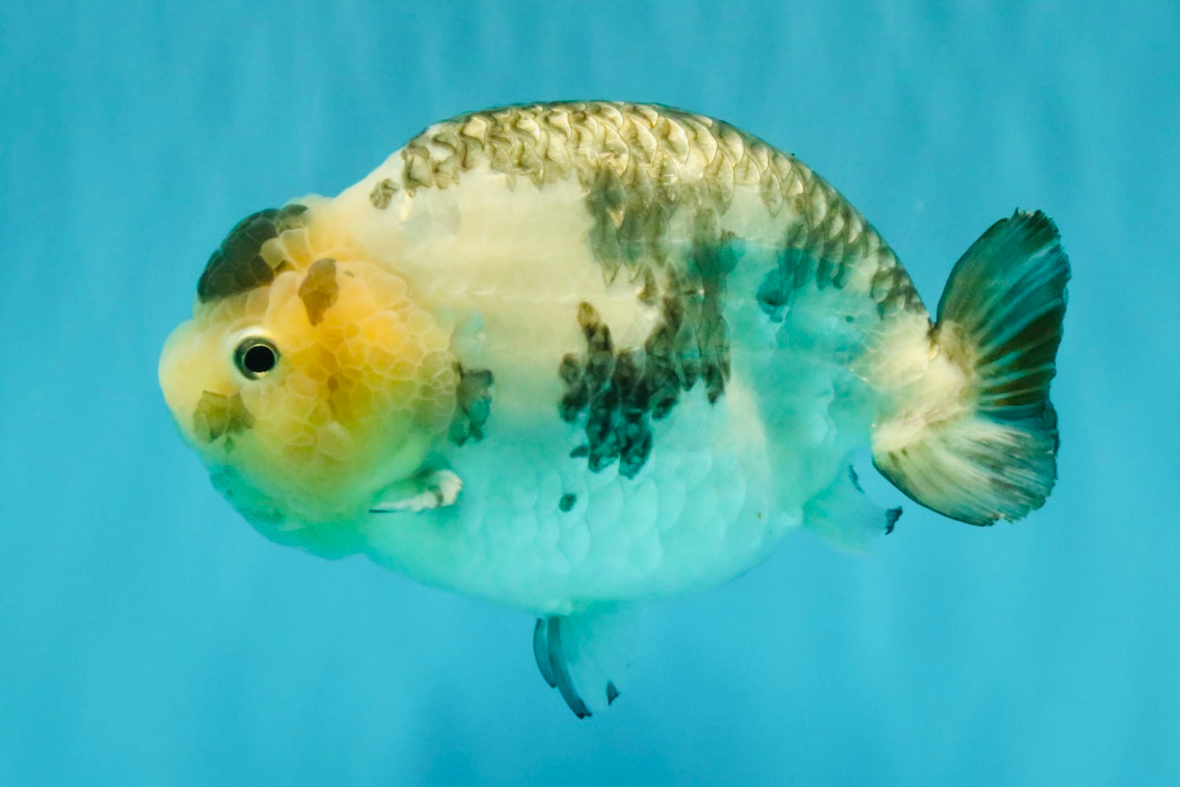 Chinese Milk Cow Ranchu Female 5.5-6 inches #031326RC_13