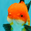 CHUBBY AAA Grade Apache Oranda Male 5 inches #082826OR_10