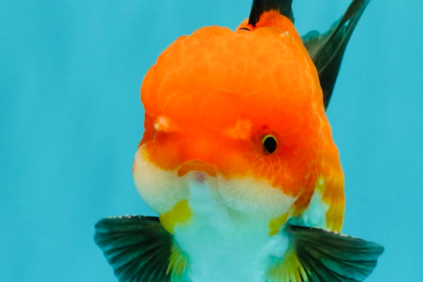 CHUBBY AAA Grade Apache Oranda Male 5 inches #082826OR_10