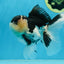 CHUBBY CHEEK Panda Oranda Male 5.5 inches #080125OR_19