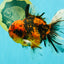SPECIAL AAA Grade Tiger Oranda Male 6 inches #073126OR_23