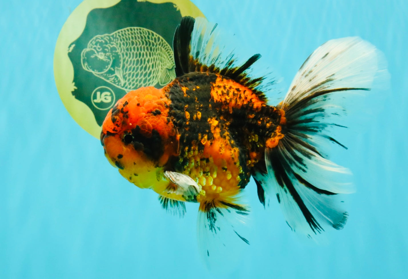 SPECIAL AAA Grade Tiger Oranda Male 6 inches #073126OR_23