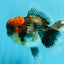 BULLDOG AAA Grade Red Head Kirin Calico Oranda Male 6.5 inches #022026OR_06
