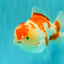 A Grade Red White Yuanbao Female 6 inches #101626YB_30