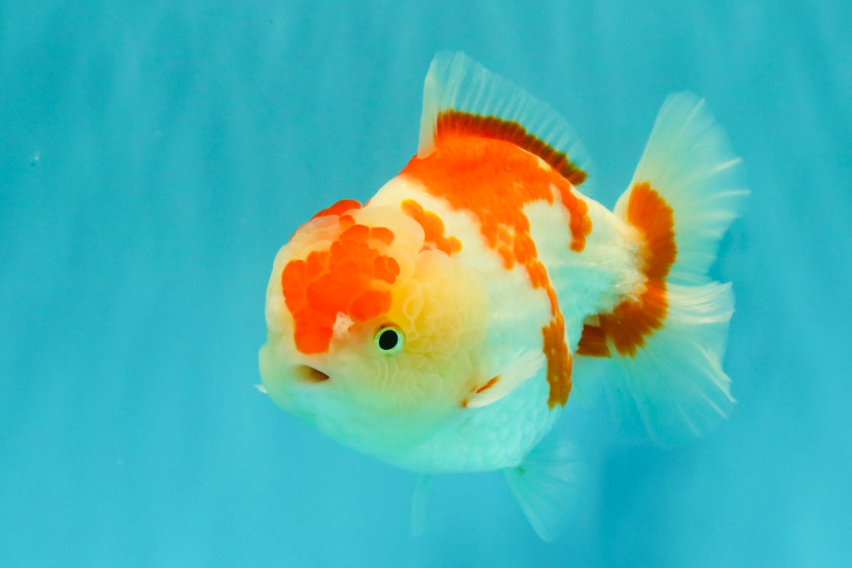 A Grade Red White Yuanbao Female 6 inches #101626YB_30
