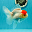 A Grade Pom-poms Tancho Oranda Female 5 inches #102524OR_12