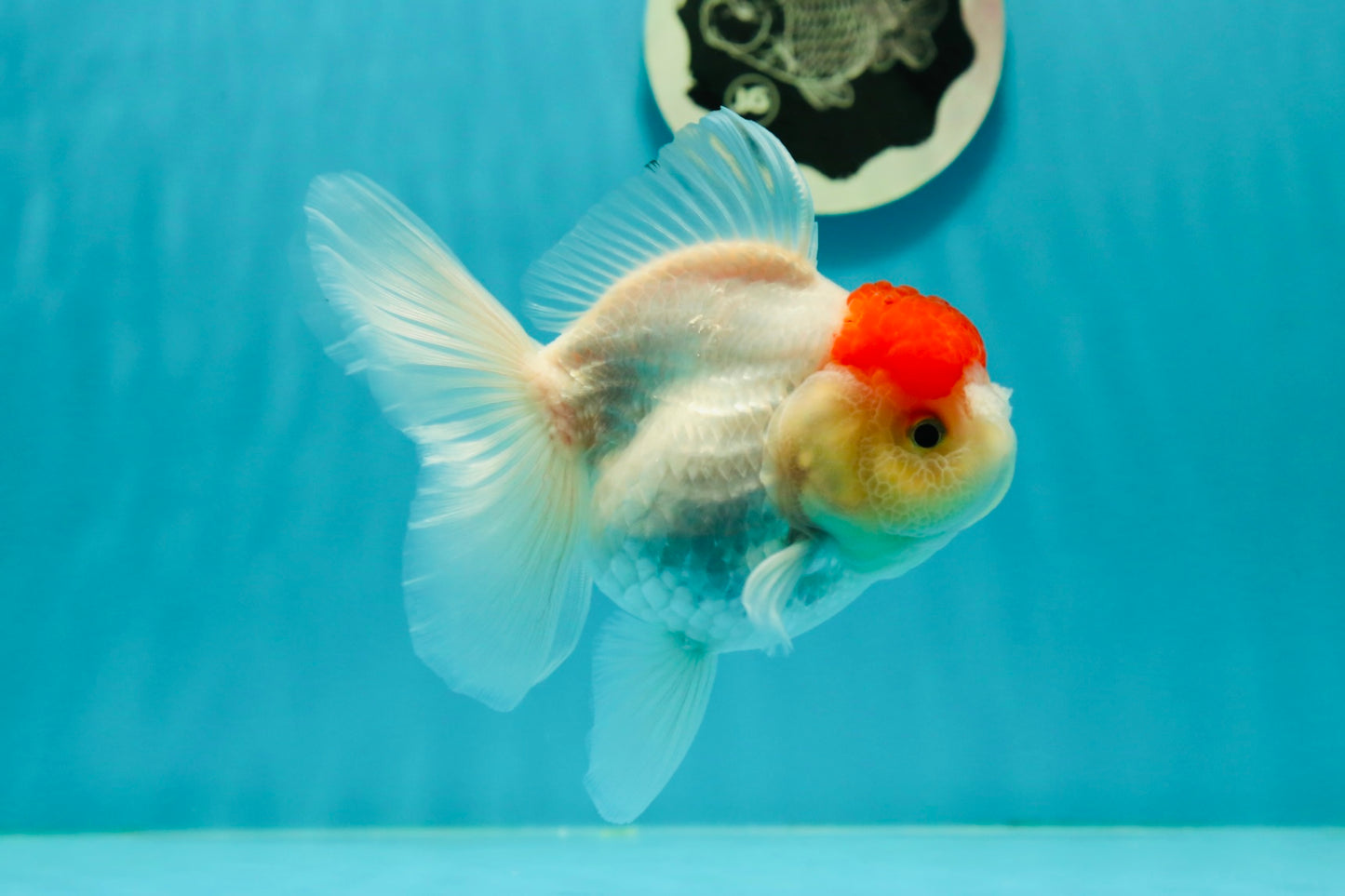 A Grade Pom-poms Tancho Oranda Female 5 inches #102524OR_12