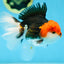 A Grade CHAPLIN Tricolor Oranda Male 5-5.5 inches #082925OR_07