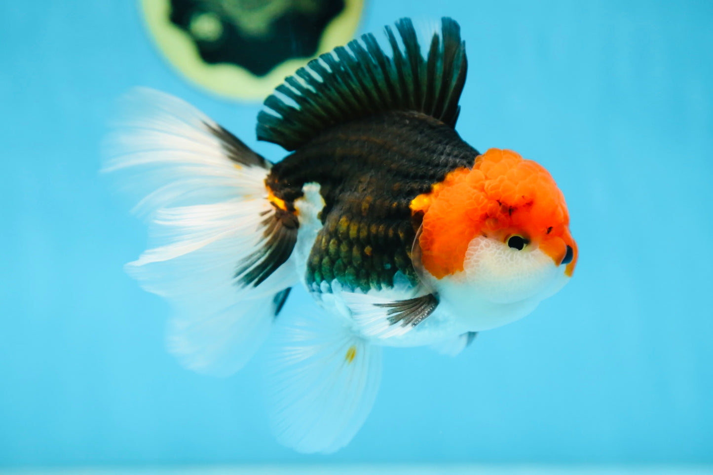 A Grade CHAPLIN Tricolor Oranda Male 5-5.5 inches #082925OR_07