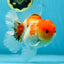 AAA Grade Godzilla Sakura Button Eyes Oranda Male 5-5.5 inches #052325_10