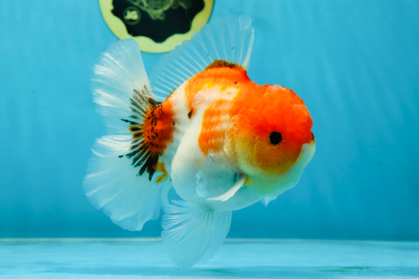 AAA Grade Godzilla Sakura Button Eyes Oranda Male 5-5.5 inches #052325_10