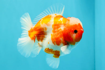 CHONKY AAA Grade Sakura Yuanbao Male 5 inches #032026YB_19