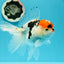 A Grade Tricolor Red Head Snow White Oranda Female 5.5 inches #0531OR_17