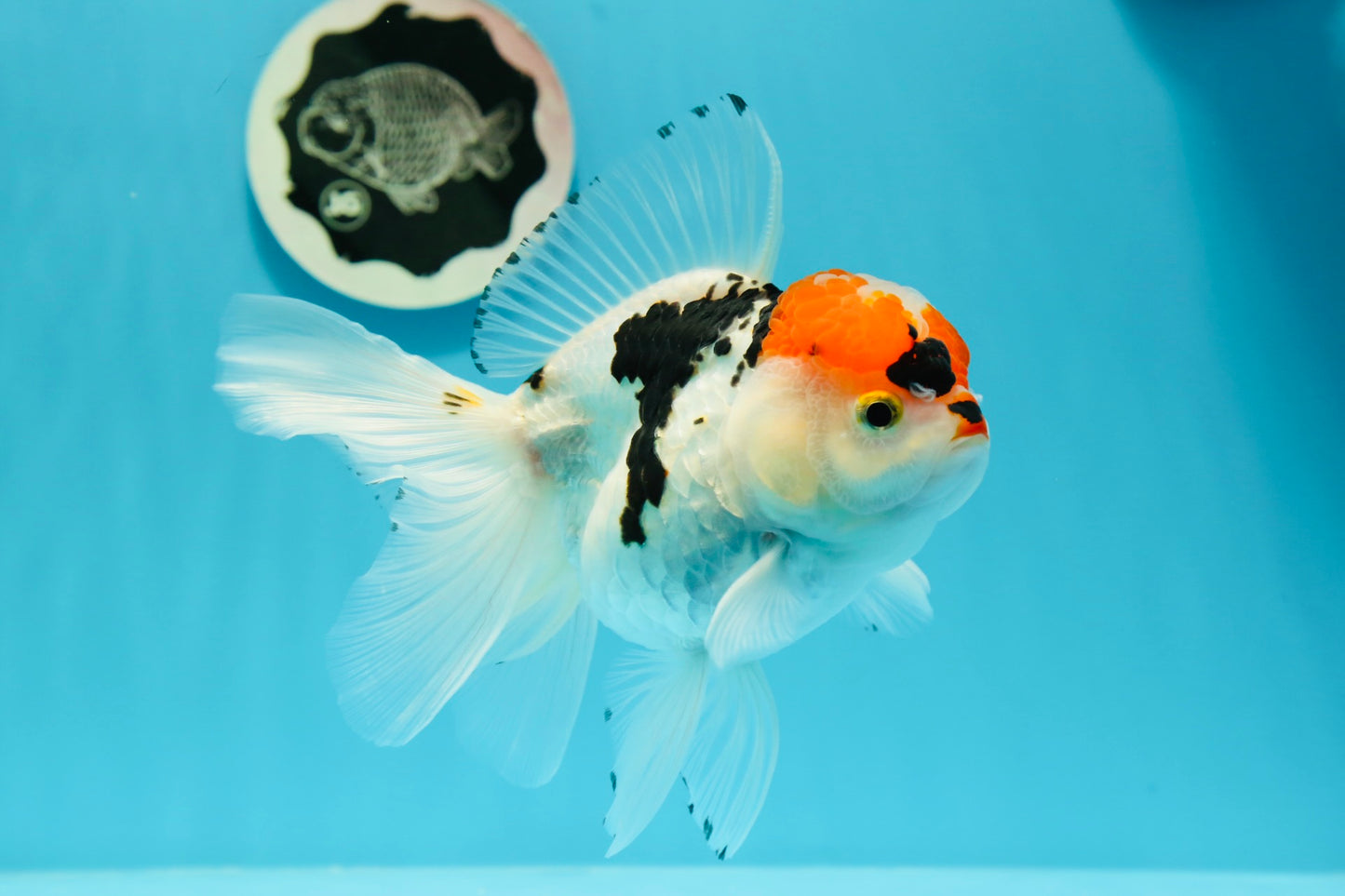 A Grade Tricolor Red Head Snow White Oranda Female 5.5 inches #0531OR_17