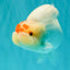 Red White Buffalo Ranchu Male 5.5-6 inches #100926RC_28