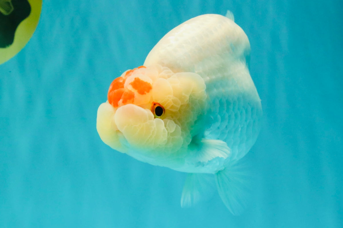 Red White Buffalo Ranchu Male 5.5-6 inches #100926RC_28