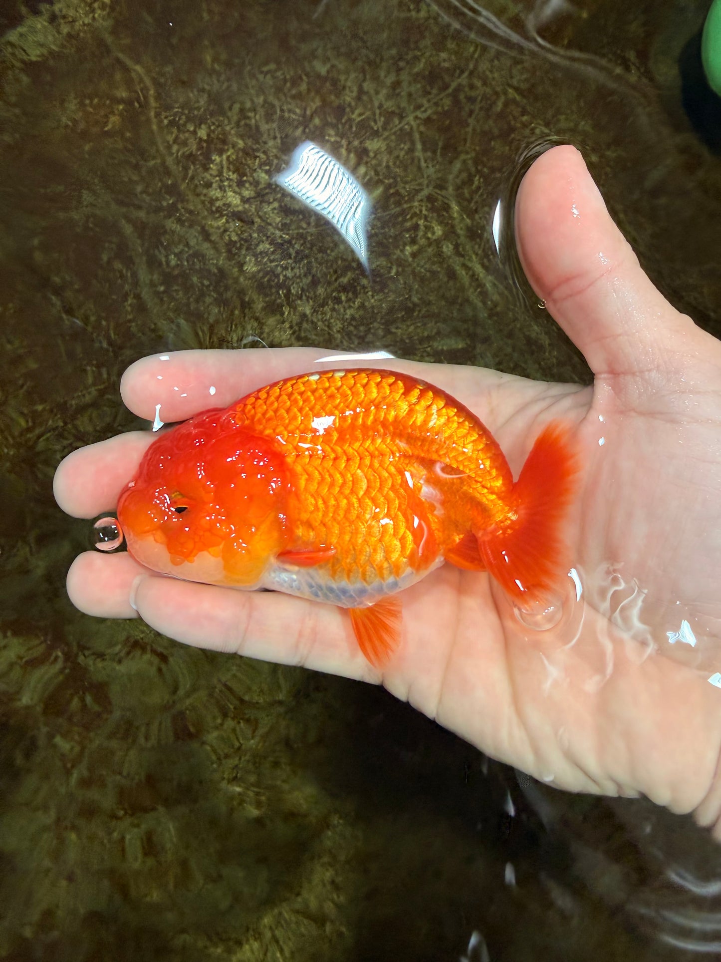 A Grade Red White LionQueen 4 inches #121225LC_09