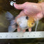 A Grade Panda Oranda Male 5 inches #052325OR_03