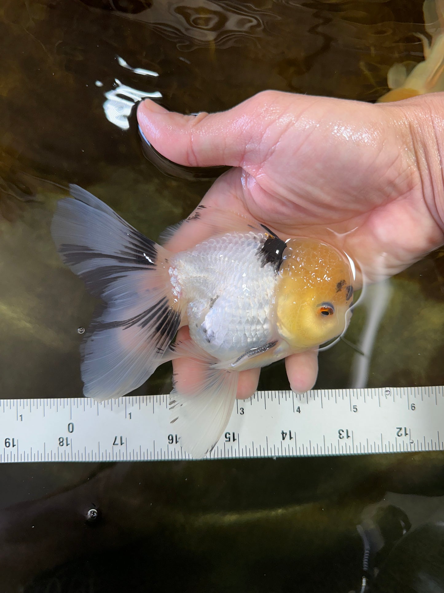 A Grade Panda Oranda Male 5 inches #052325OR_03