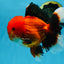 AAA Grade Young Godzilla Apache Oranda Male 6 inches #081525OR_09