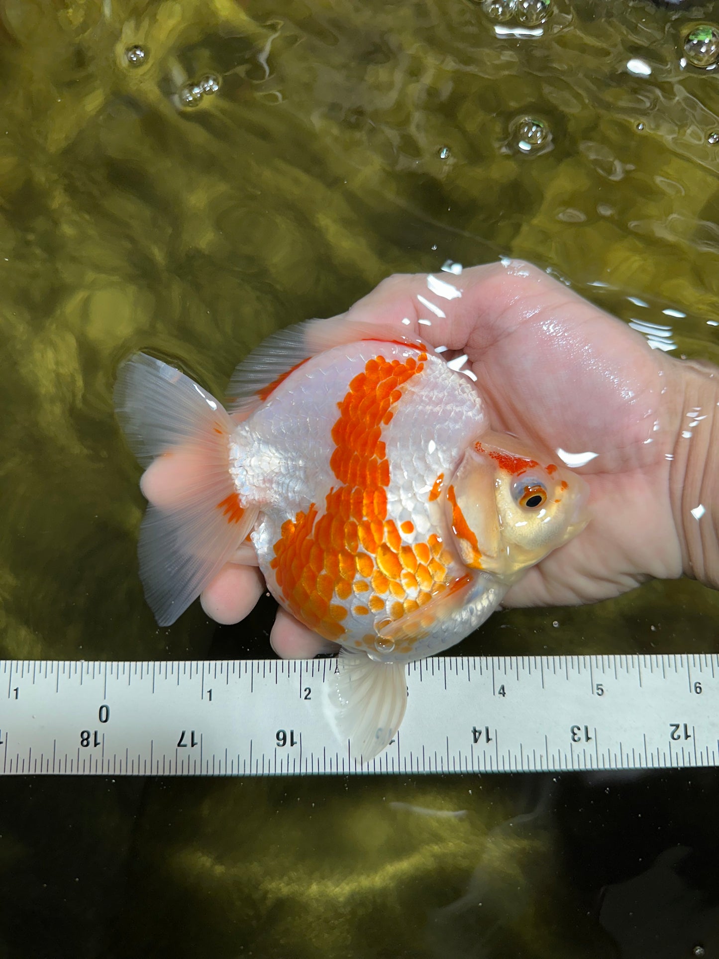 AAA GRADE Red White Ryukin Female 4.5-5 inches #050925RK_17