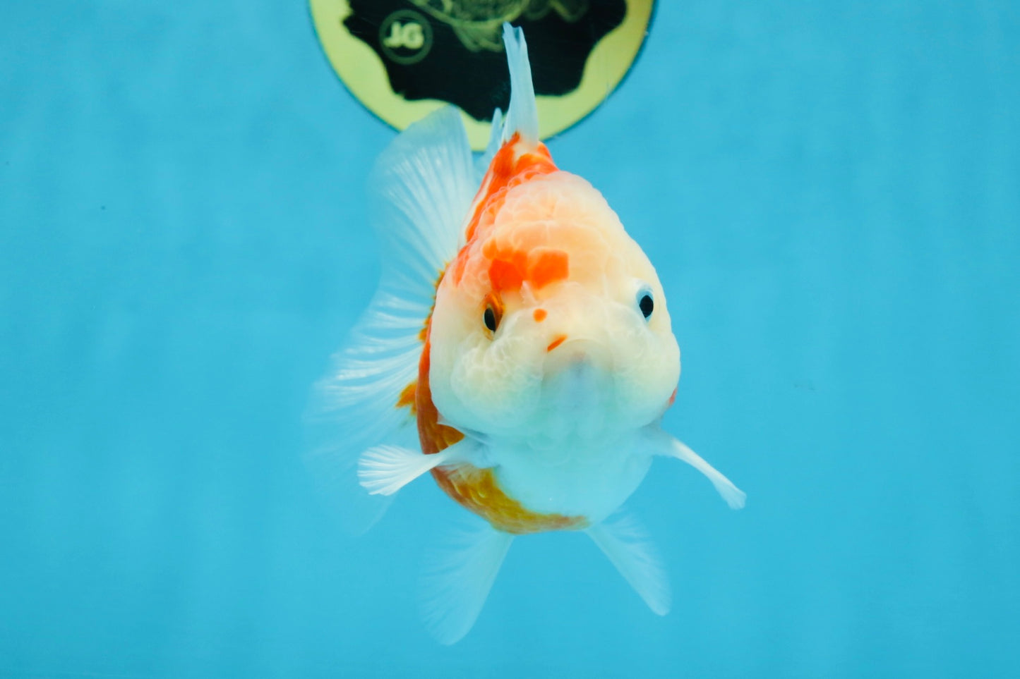 A Grade Sakura Yuanbao Female 4 inches #103125YB_06