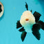 A Grade Cheeky Panda Button Eyes  Oranda Male 4.5 inches #111524OR_24