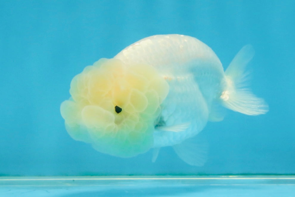 FLUFFY SNOW White LionChu Female 3.5 inches #120525LC_17