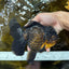 A Grade SPECIAL Apache Oranda Female 6-6.5 inches #091225OR_09