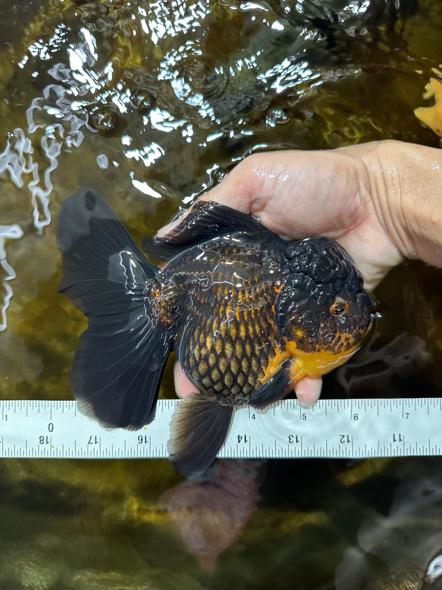 A Grade SPECIAL Apache Oranda Female 6-6.5 inches #091225OR_09