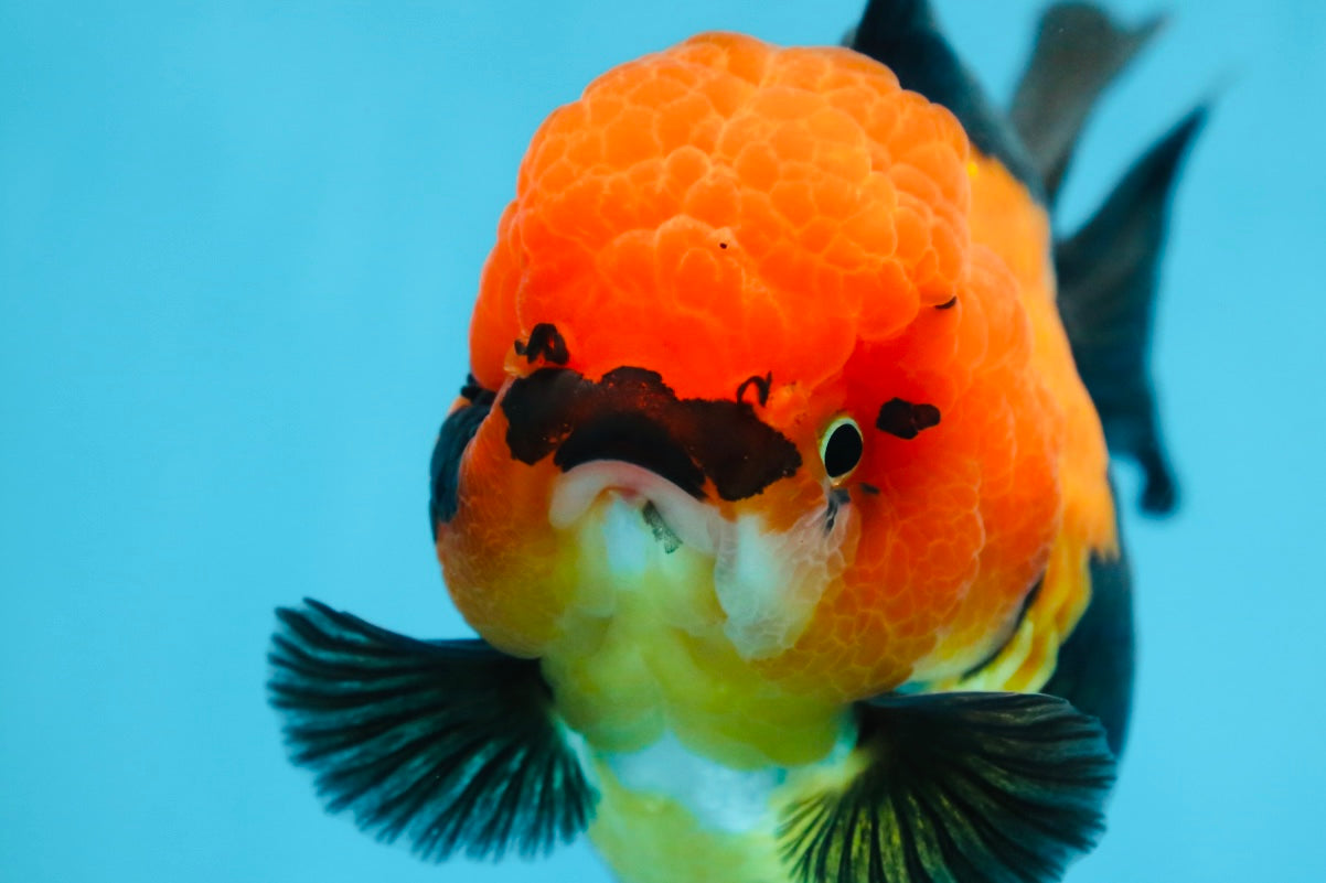 AAA Grade UNIQUE Apache Oranda Female 5.5-6 inches #080825OR_09