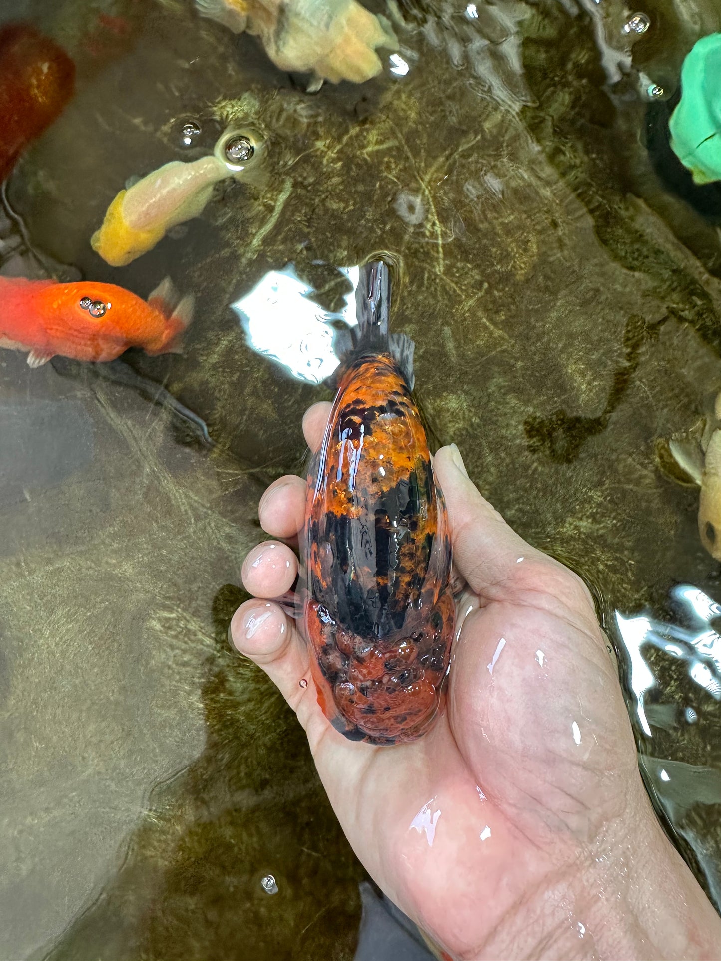 AAA Grade Tiger LionKing 5 inches #070425LC_05