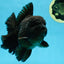 AAA Grade VERY SPECIAL Godzilla Black Oranda Male 5-5.5 inches #051625OR_18