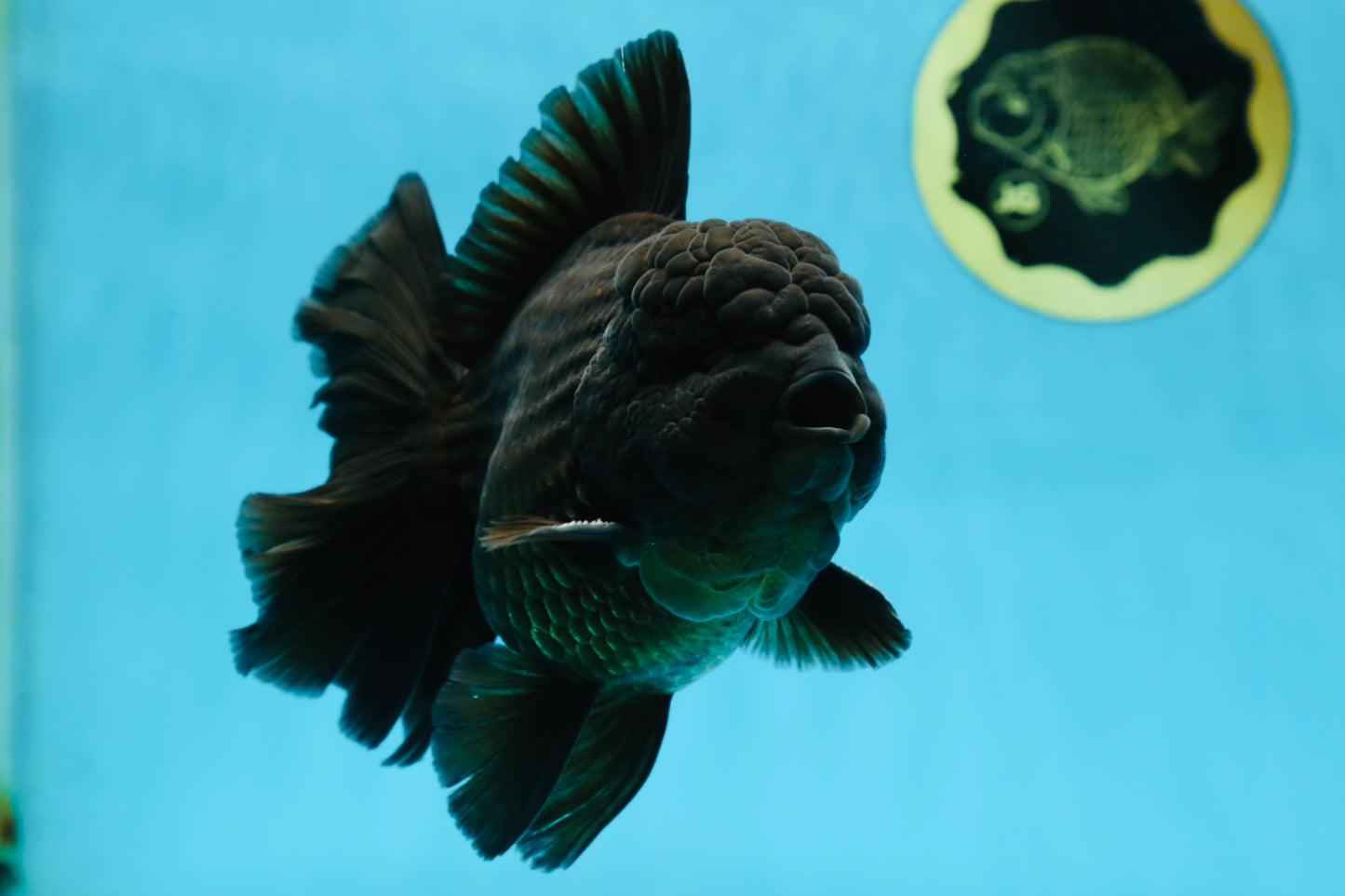 AAA Grade VERY SPECIAL Godzilla Black Oranda Male 5-5.5 inches #051625OR_18