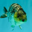 AAA Grade Special White Tiger Ranchu Male 4.5 inches #062626RC_07