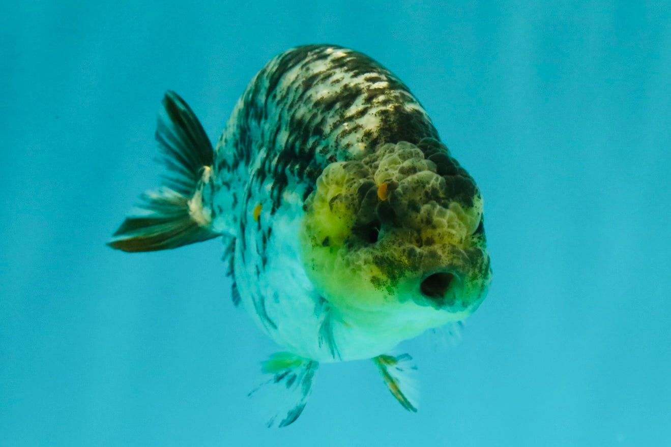 AAA Grade Special White Tiger Ranchu Male 4.5 inches #062626RC_07