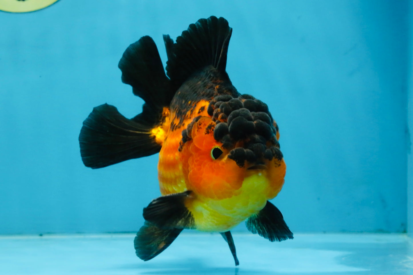 Apache Yuanbao Male 5 inches #110725YB_07