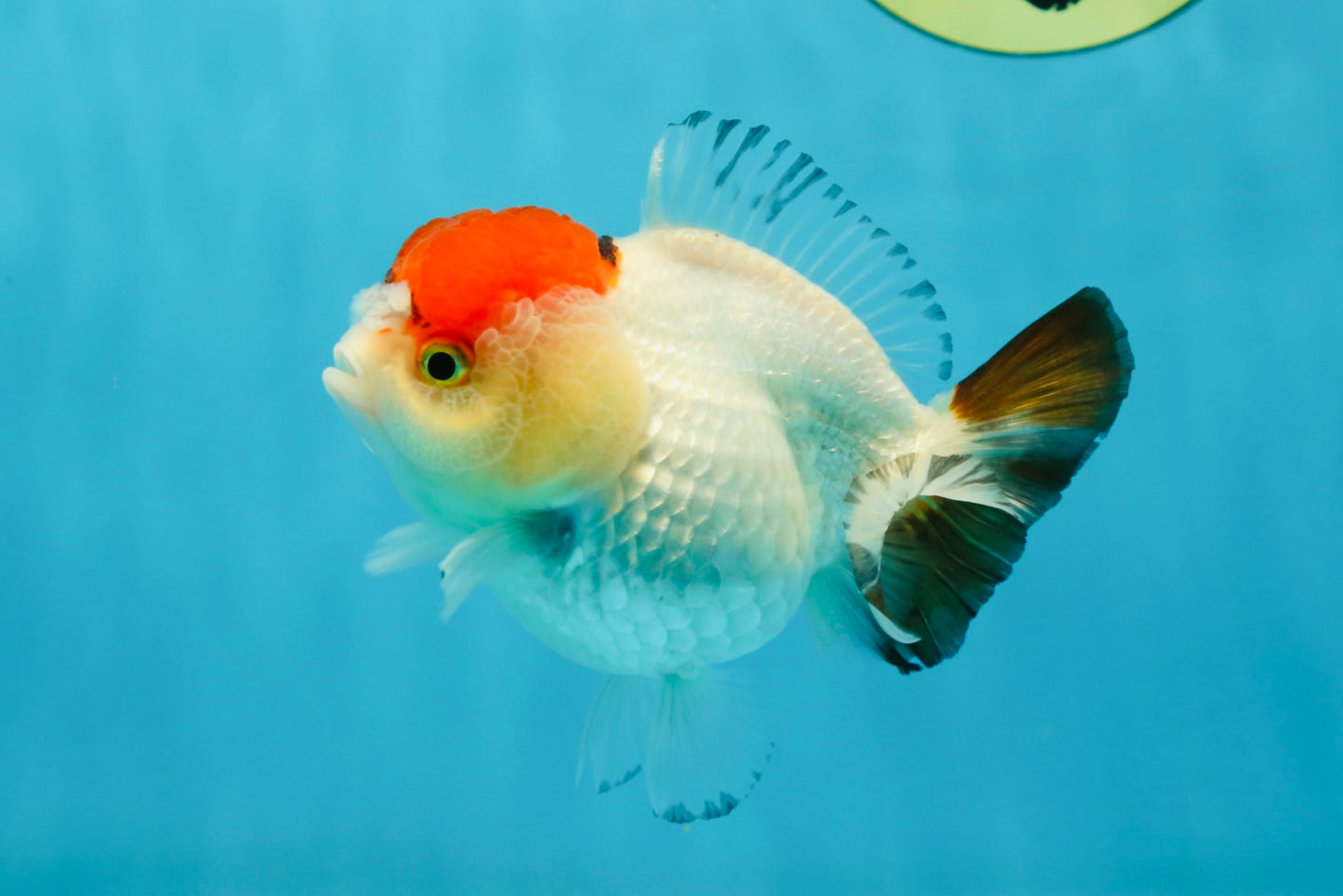 Tancho Pompom Tricolor Yuanbao Female 4 inches #050925YB_31